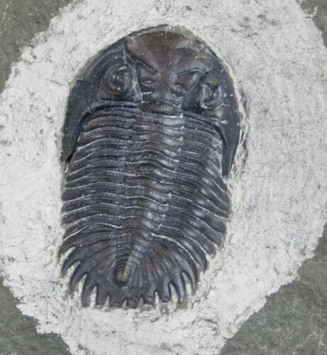 Greenops Trilobite From New York #10104